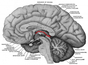 Epithalamus